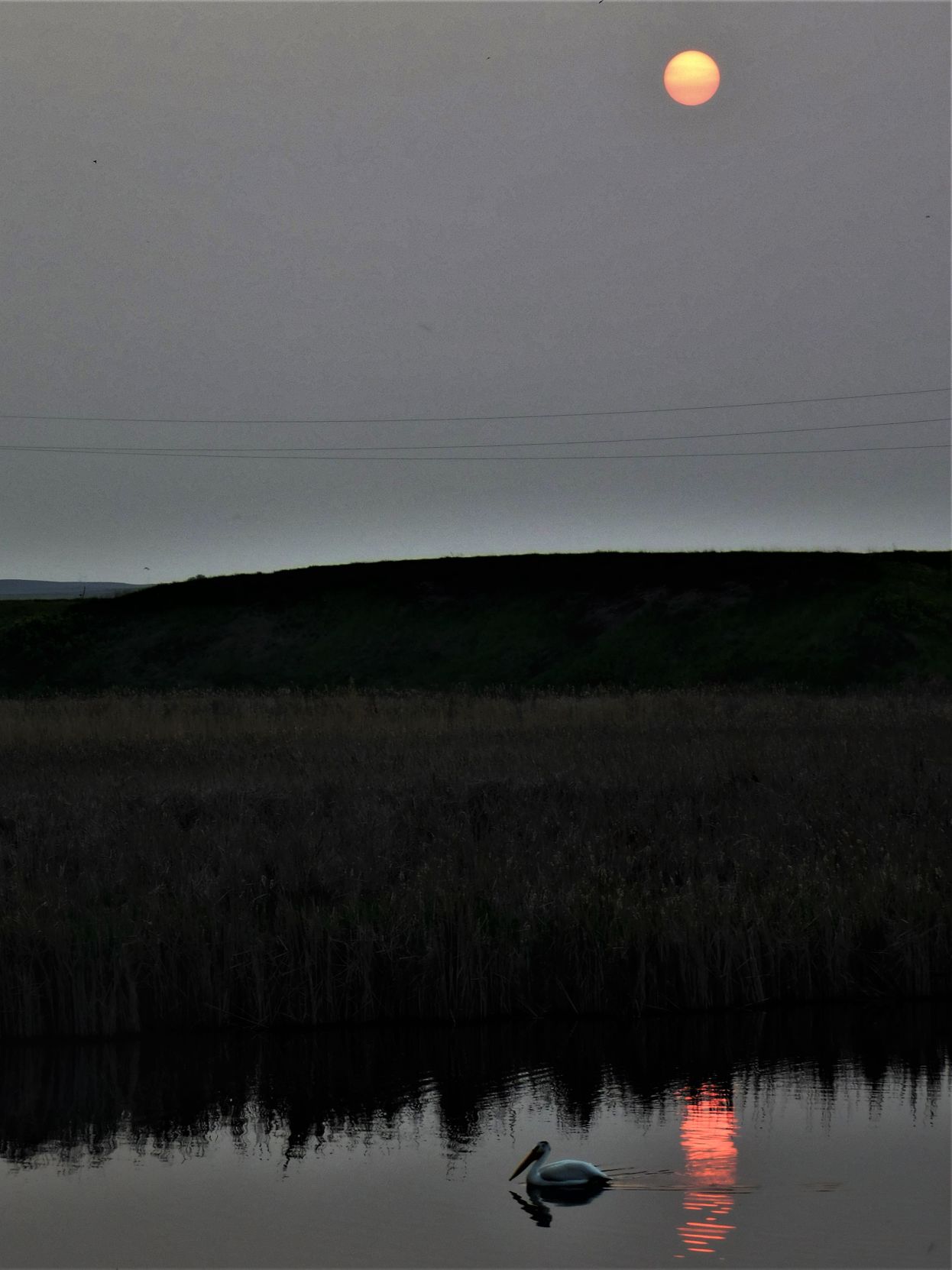 Dusk beauty